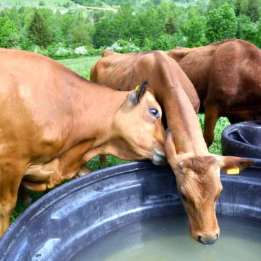 Rotationsformteile, Rotomolding, Behälter, Wasserbecken, Tierzucht