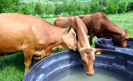 Rotationsformteile, Rotomolding, Behälter, Wasserbecken, Tierzucht
