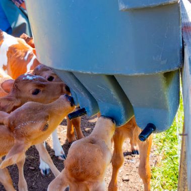 Rotationsformteile, Rotomolding, Wasserbecken, Tierzucht, Roto Behälter