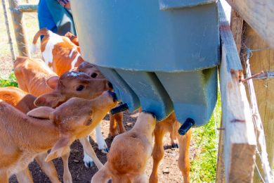 Rotationsformteile, Rotomolding, Wasserbecken, Tierzucht, Roto Behälter